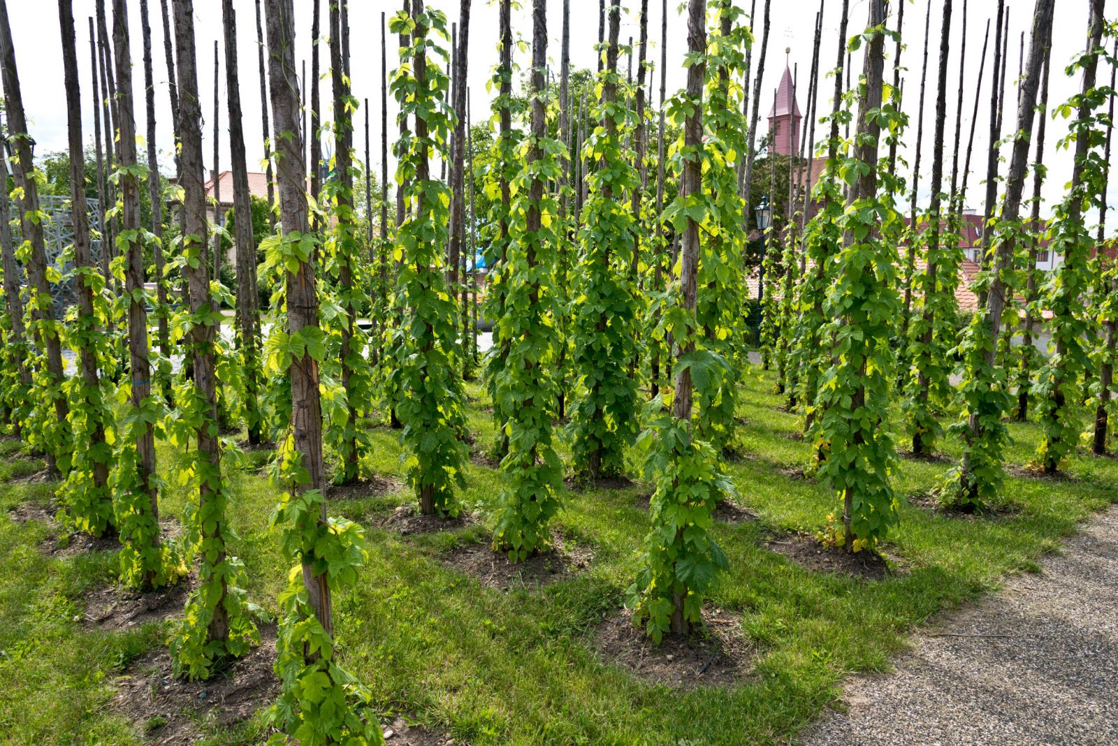 Grow your Own Hops!