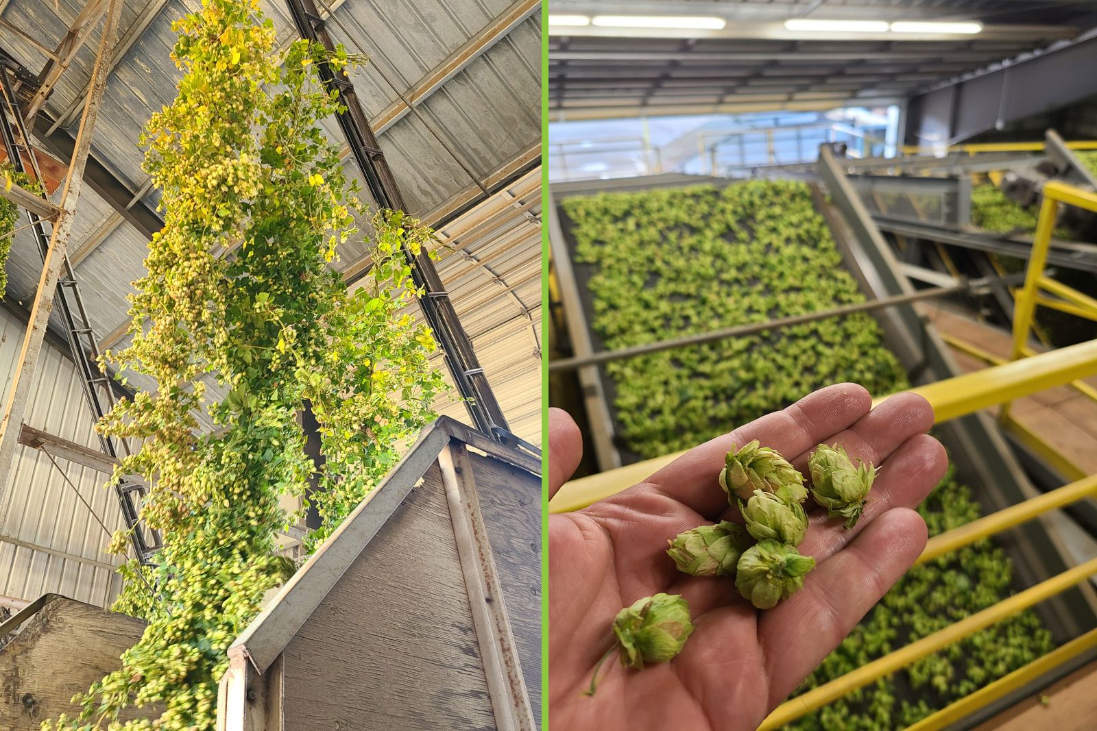 A Brief Guide to Hops, and Hop Varieties