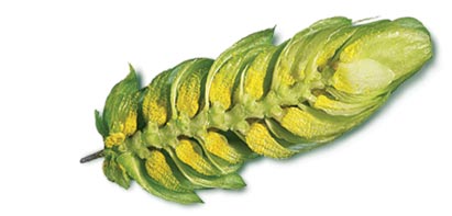 Hop Oils - Flavors & Aromas