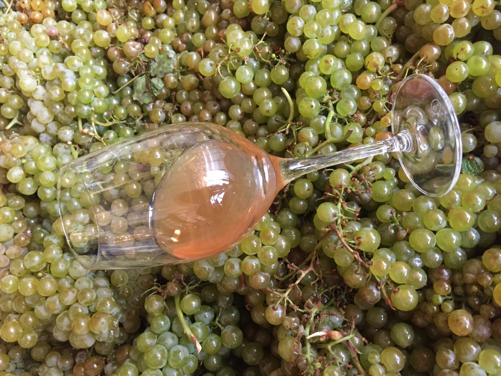 Cold Soaking in Wine Making