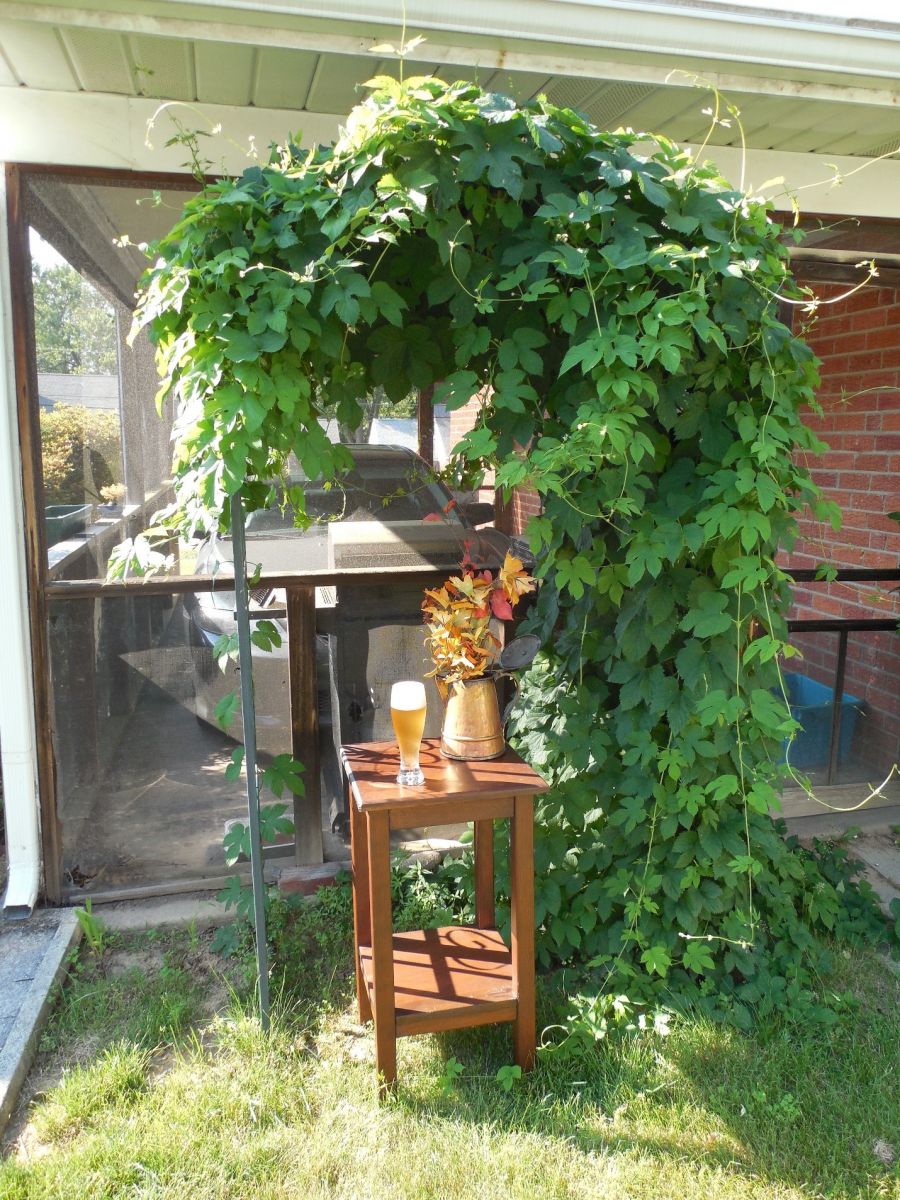 How and When to Harvest Hops