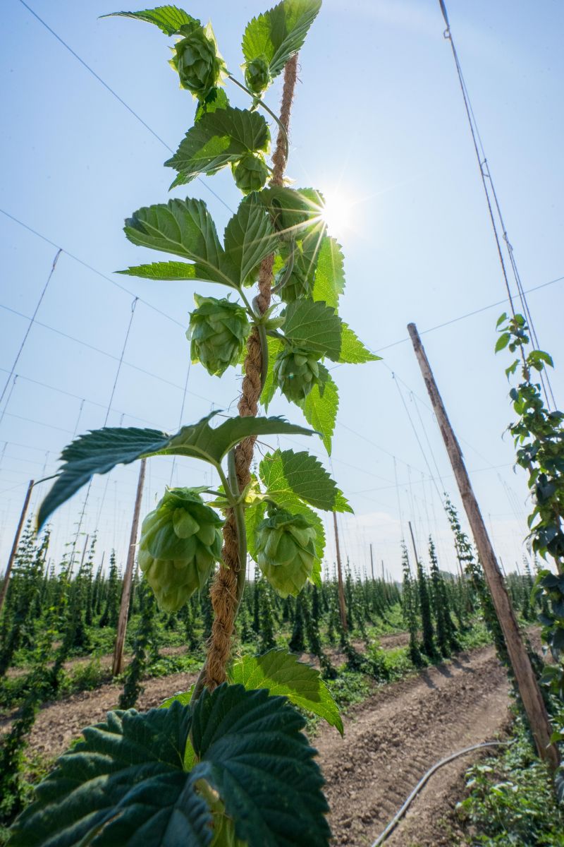 Growing Hops From Rhizomes, and Planning Your Garden