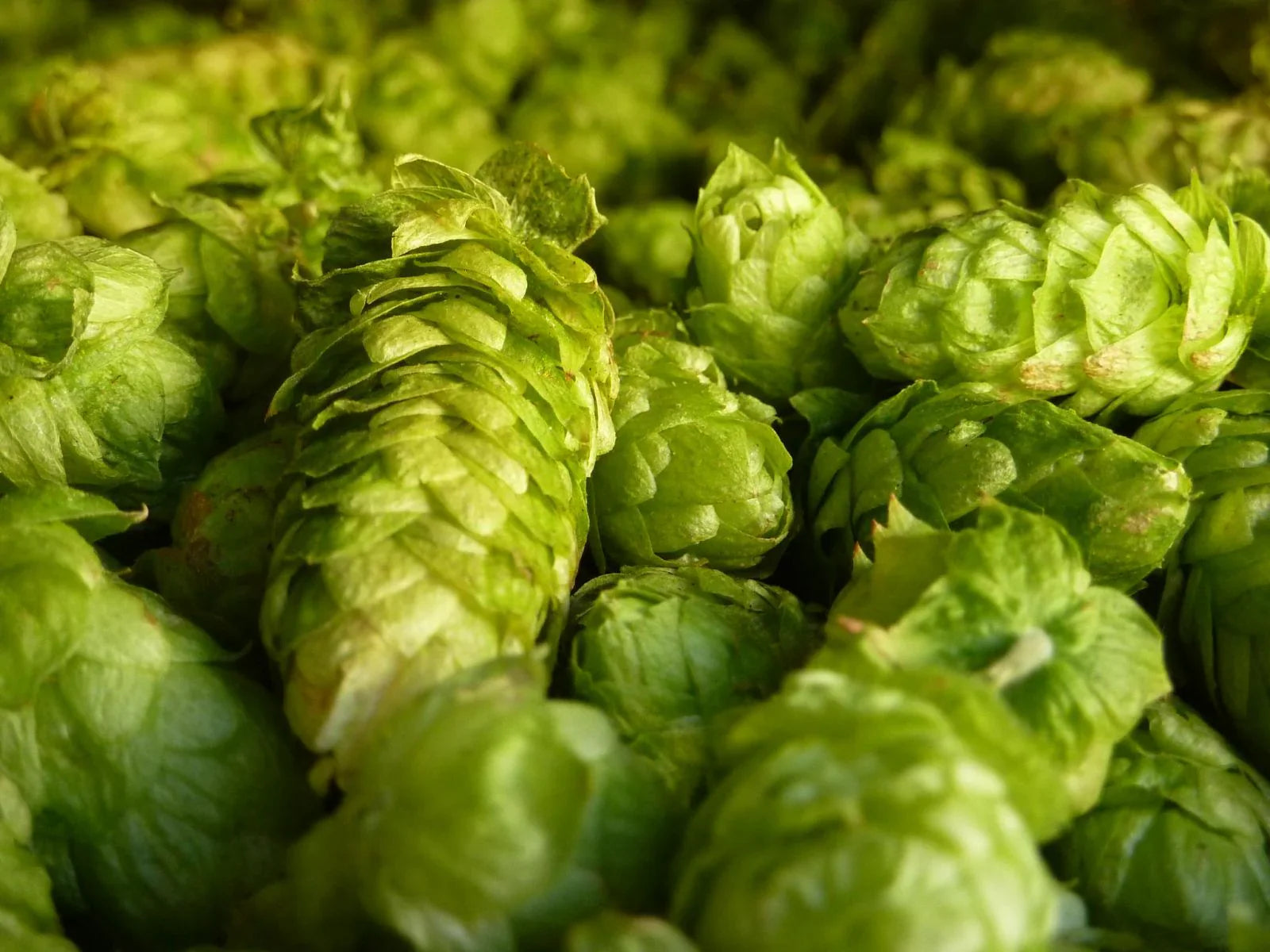 Hop Creep