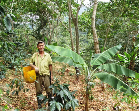 Colombia Nariño | Green Coffee Beans — photo published by MoreBeer!
