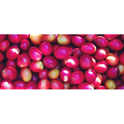 Regional Series - Colombia Huila, Wet Processed - PLACEHOLDER