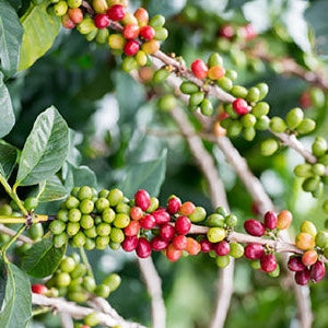 Regional Series - Indonesia Java Blawan, Wet Processed - PLACEHOLDER