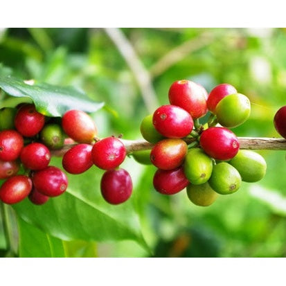 Regional Series - Mexico Royal Select, Decaf - PLACEHOLDER