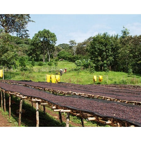 Regional Series - Ethiopia Sidama, Pulped Natural Processed - PLACEHOLDER