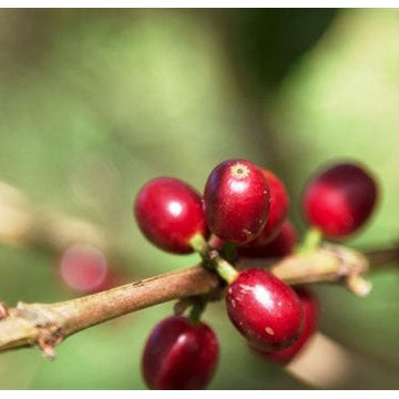 Regional Series - Ethiopia Sidama, Pulped Natural Processed - PLACEHOLDER