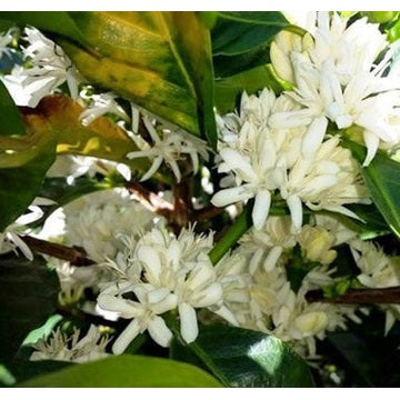 Regional Series - Costa Rica Tarrazu, Wet Processed - PLACEHOLDER