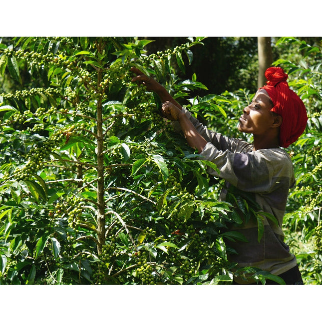 Regional Series - Ethiopia Sidamo, Wet Processed - PLACEHOLDER