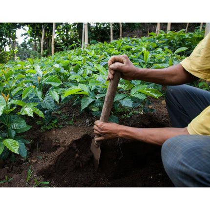 Regional Series - El Salvador Apaneca, Wet Processed - PLACEHOLDER