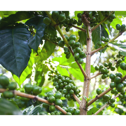 Regional Series - Kenya Kirinyaga, Wet Processed - PLACEHOLDER