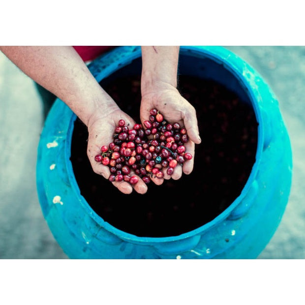 Regional Series - Costa Rica Romelia, Wet Processed - PLACEHOLDER