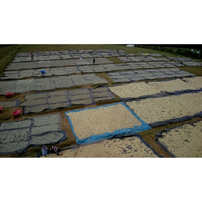 Regional Series - Indonesia Java, Wet Processed - PLACEHOLDER