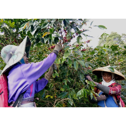 Regional Series - Indonesia Java, Wet Processed - PLACEHOLDER