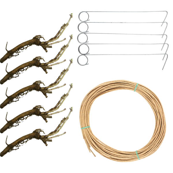 Complete Hop Rhizome Growing Kit