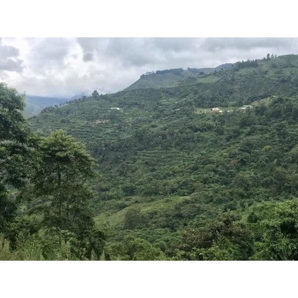 Single-Origin Reserve Series - Colombia Finca Palmichal, Wet Processed - PLACEHOLDER
