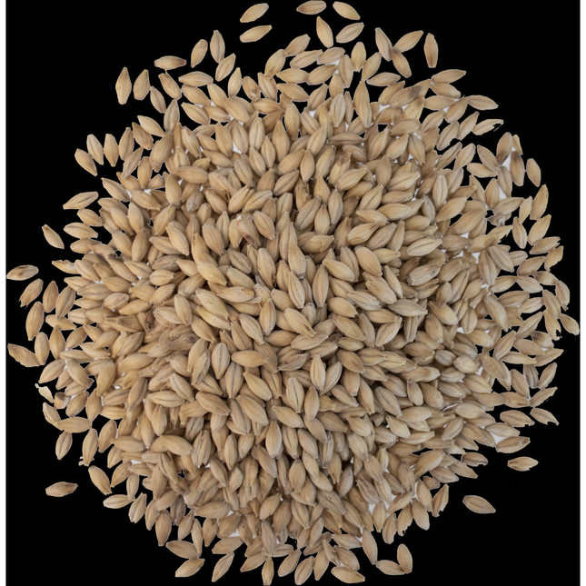 Malt - Crisp - No. 19 Floor Malted Maris Otter - Per Lb (Showroom Only)