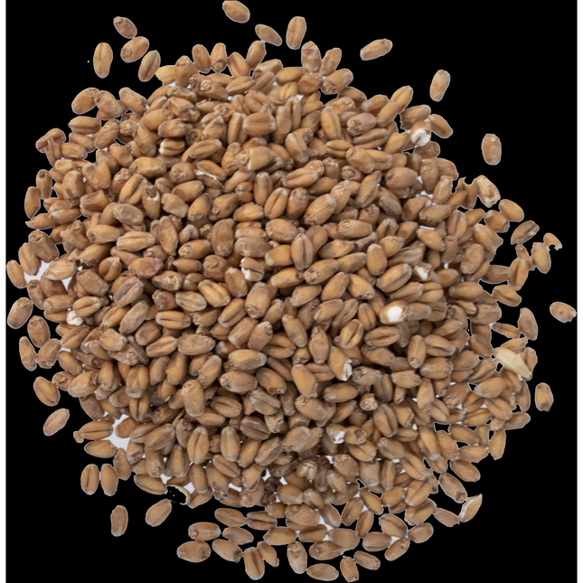Malt - Briess Red Wheat - Per Lb (Showroom Only)