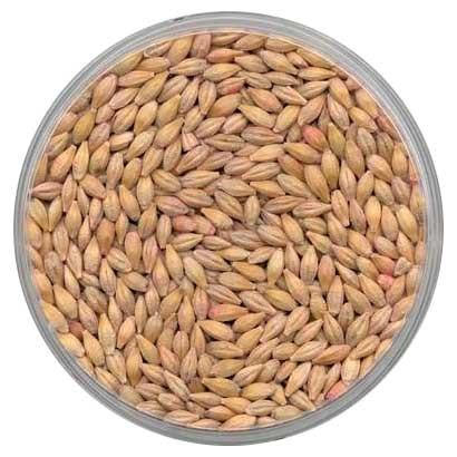 2-Row Barley Seed for Planting - PLACEHOLDER