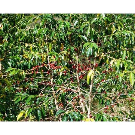 Regional Series - Papua New Guinea Tambul-Nebilyer, Wet Processed - PLACEHOLDER