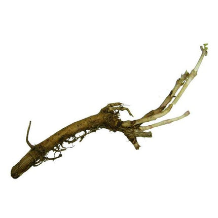 Rhizome - Hallertauer