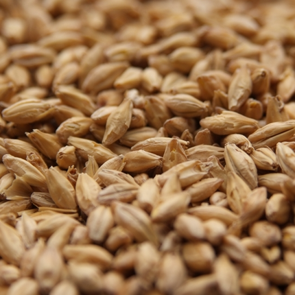 Malt - Rahr - Premium Pilsner - Per Lb (Showroom Only)