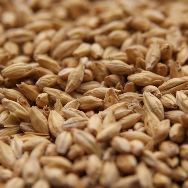 Malt - Rahr - Premium Pilsner - Per Lb (Showroom Only)