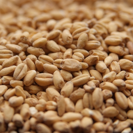 Malt - Rahr - White Wheat - Per Lb (Showroom Only)