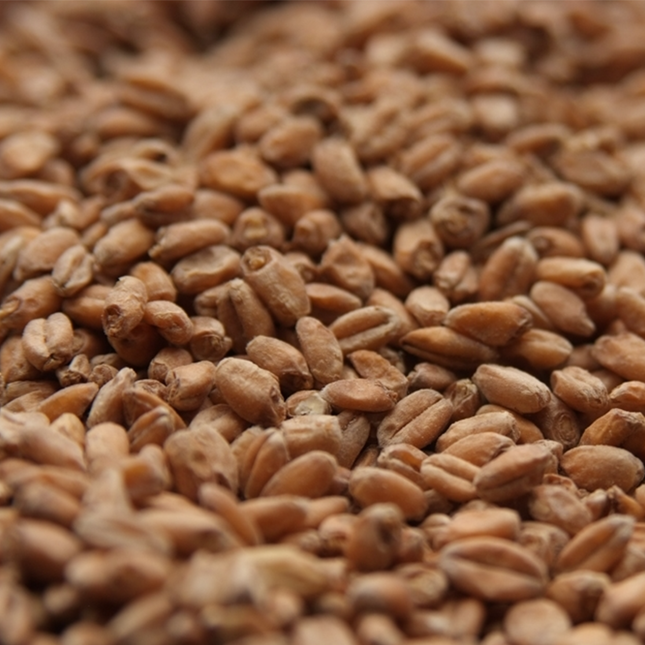 Malt - Rahr - Red Wheat - Per Lb (Showroom Only)