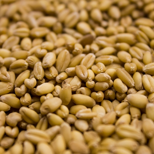 Malt - Rahr - Unmalted White Wheat - Per Lb (Showroom Only)