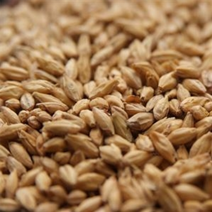 Malt - Rahr - High DP Distillers Malt - Per Lb (Showroom Only)