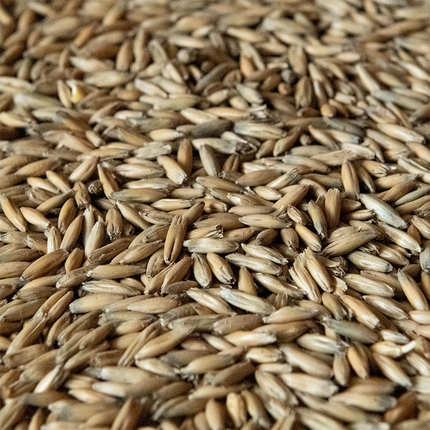 Malt - Rahr - Malted Oats - Per Lb (Showroom Only)