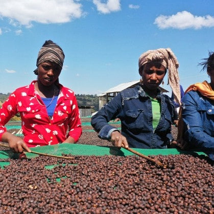 Single-Origin Reserve Series - Ethiopia Guji Shakiso Sawana G2 Natural, Natural Processed - PLACEHOLDER