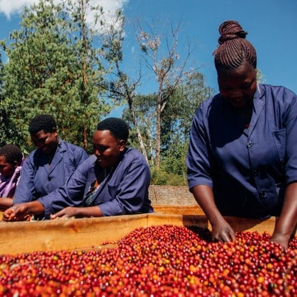 Single-Origin Reserve Series - Tanzania Mbeya Mwangoka Farm, Natural Processed - PLACEHOLDER
