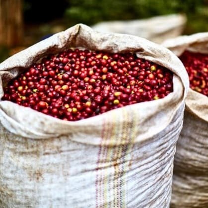 Single-Origin Reserve Series - Kenya AB Thangaini Factory, Wet Processed - PLACEHOLDER