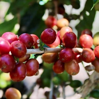 Single-Origin Reserve Series - Papua New Guinea West Java Blue Batavia, Wet Processed - PLACEHOLDER