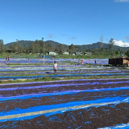 Single-Origin Reserve Series - Papua New Guinea Lahamenegu Red Mountain, Natural Processed - PLACEHOLDER