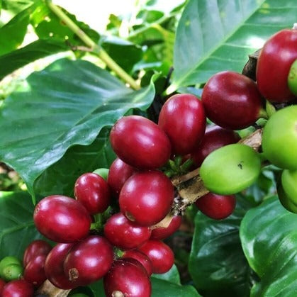 Regional Series - Nicaragua Jinotega Marimba, Wet Processed - PLACEHOLDER