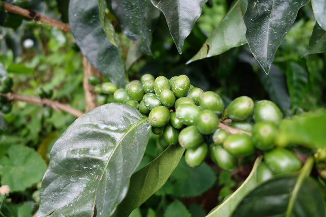 Green Coffee - Regional Series - Colombia Bomba de Fruta, Wet Processed - PLACEHOLDER