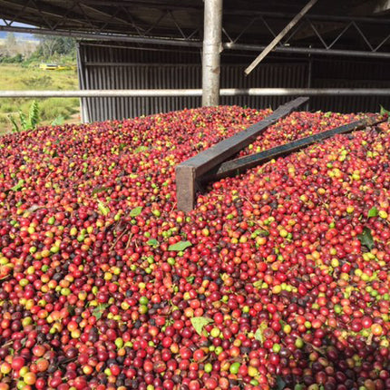 Regional Series - Papua New Guinea Arokara, Wet Processed - PLACEHOLDER