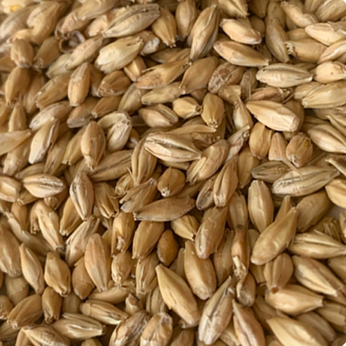 Malt - Rahr To Thee Pils - Per Lb (Showroom Only)