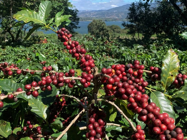 Green Coffee - Regional Series - Guatemala Santiago Atitlan, Wet Processed - PLACEHOLDER