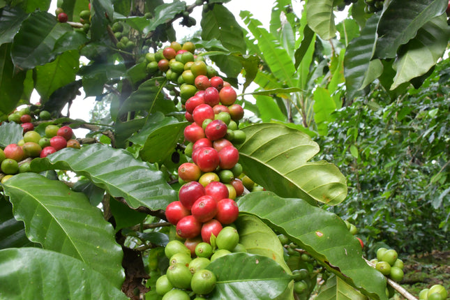Green Coffee - Regional Series - Guatemala Santiago Atitlan, Wet Processed - PLACEHOLDER