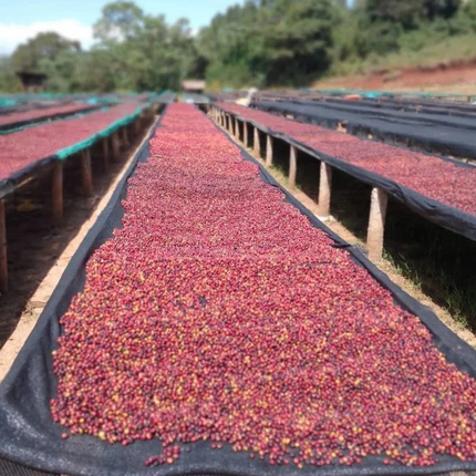 Green Coffee - Regional Series - Ethiopia Dehab's Diamond, Natural Processed - PLACEHOLDER
