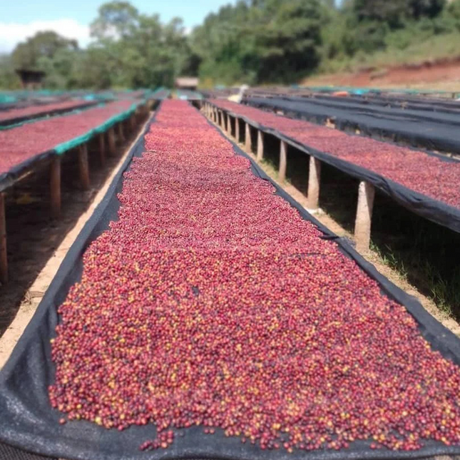 Green Coffee - Regional Series - Ethiopia Dehab's Diamond, Natural Processed - PLACEHOLDER