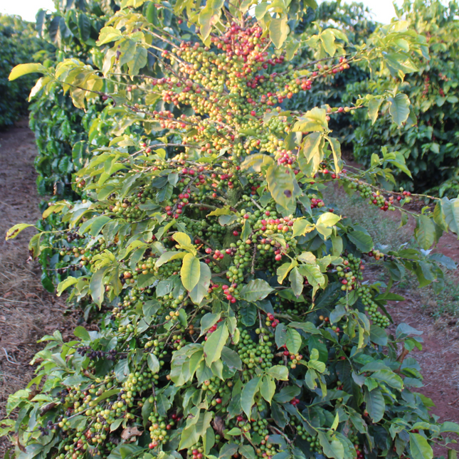 Green Coffee - Single-Origin Reserve Series - Zambia Lupili, Wet Processed - PLACEHOLDER