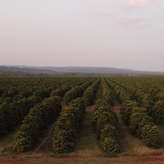 Green Coffee - Single-Origin Reserve Series - Zambia Lupili, Wet Processed - PLACEHOLDER
