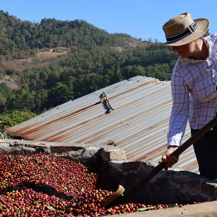 Green Coffee - Single-Origin Reserve Series - Honduras Ana Suyapa, Wet Processed - PLACEHOLDER
